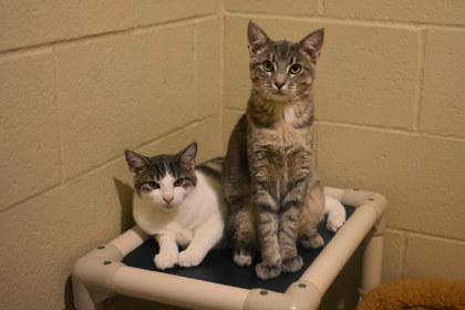 Enlarge Peaches, a Adoptable mixed breed in Kansas City, MO image 2/3