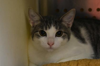 Enlarge Peaches, a Adoptable mixed breed in Kansas City, MO image 2/2
