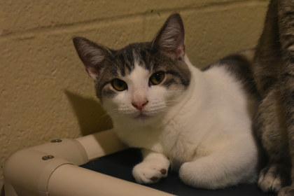 Enlarge Peaches, a Adoptable mixed breed in Kansas City, MO image 3/3