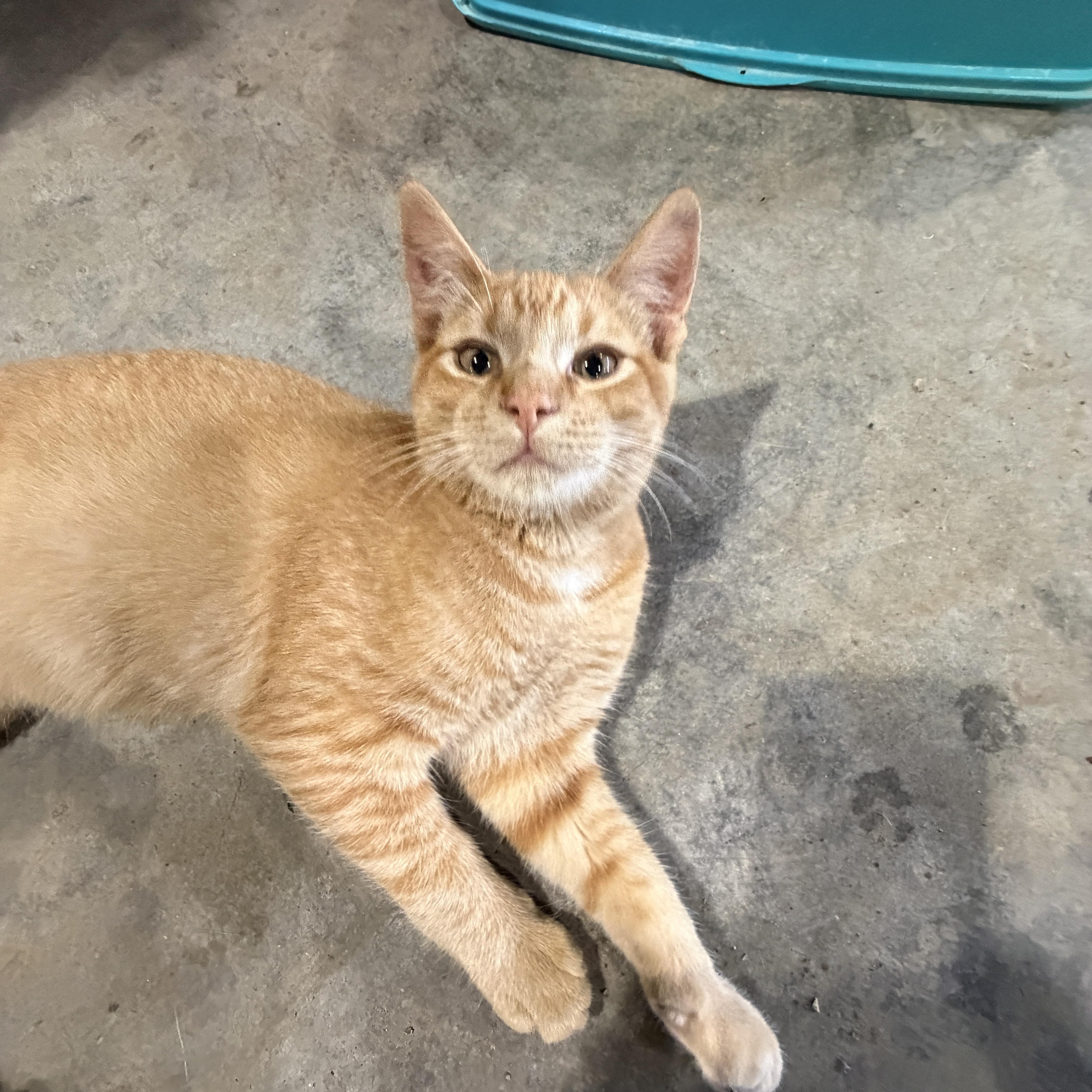 Enlarge Jeremy, a Adopted Domestic Short Hair in Stockholm, WI image 2/5