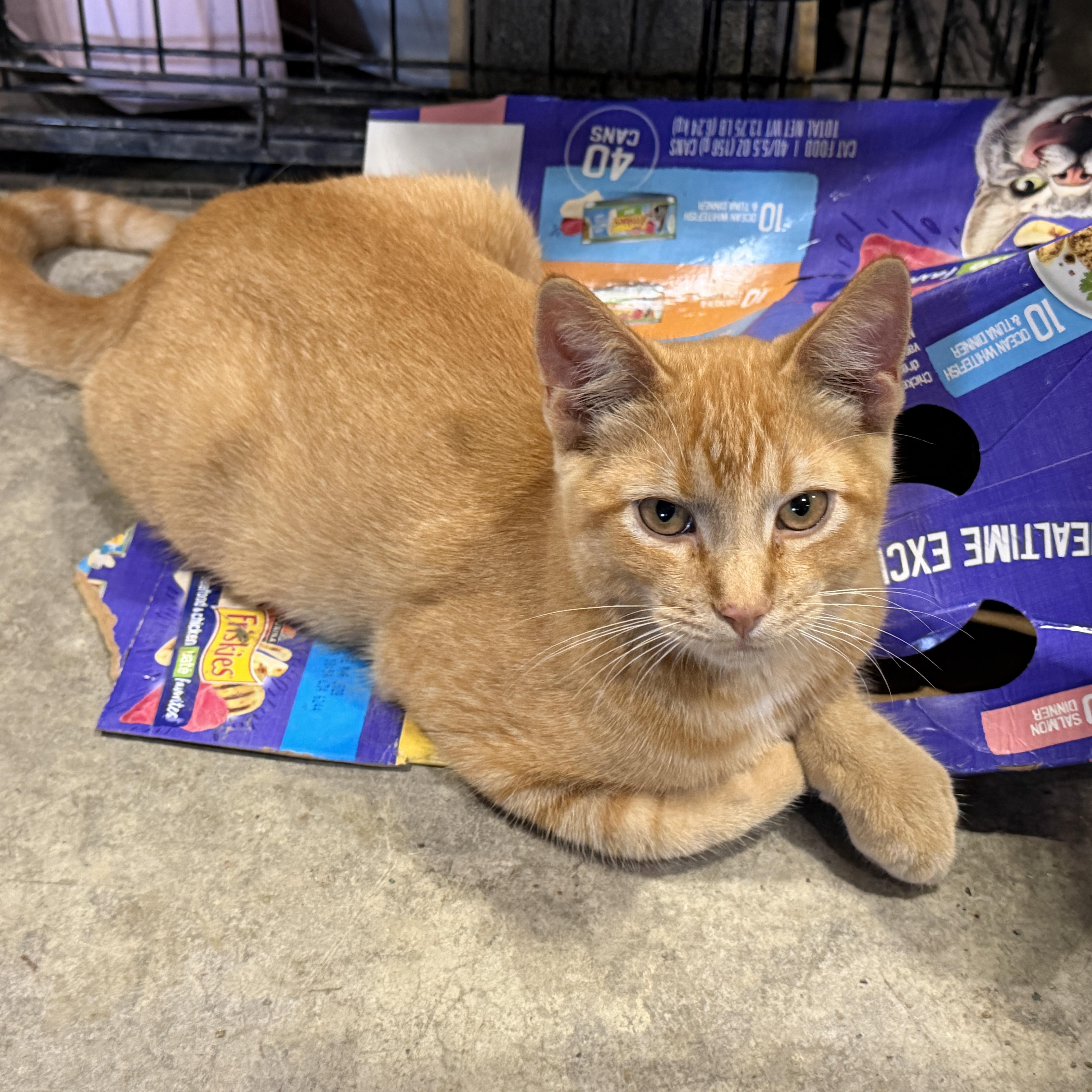 Jeremy, Adopted, Young Male Domestic Short Hair.
