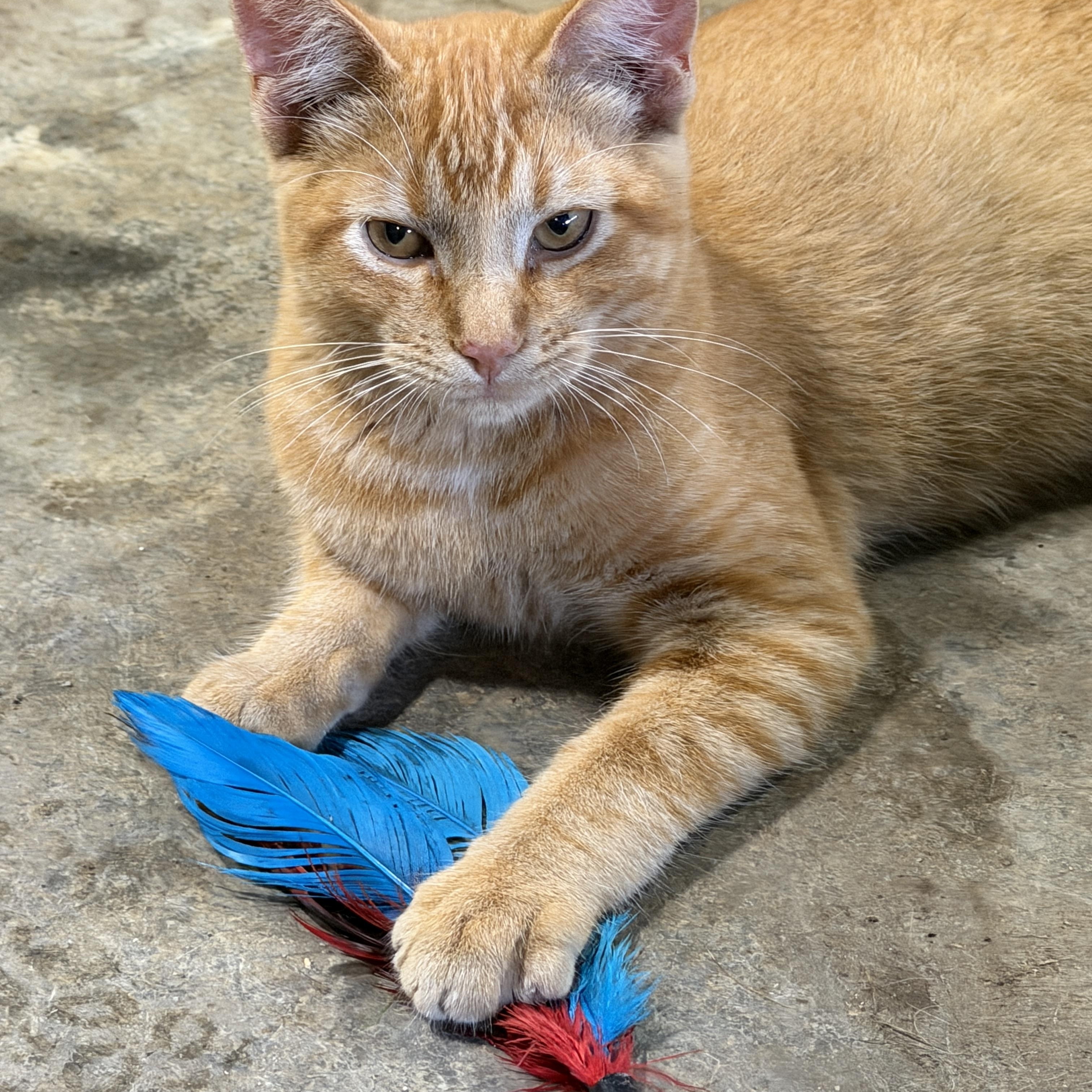 Enlarge Jeremy, a Adopted Domestic Short Hair in Stockholm, WI image 4/5