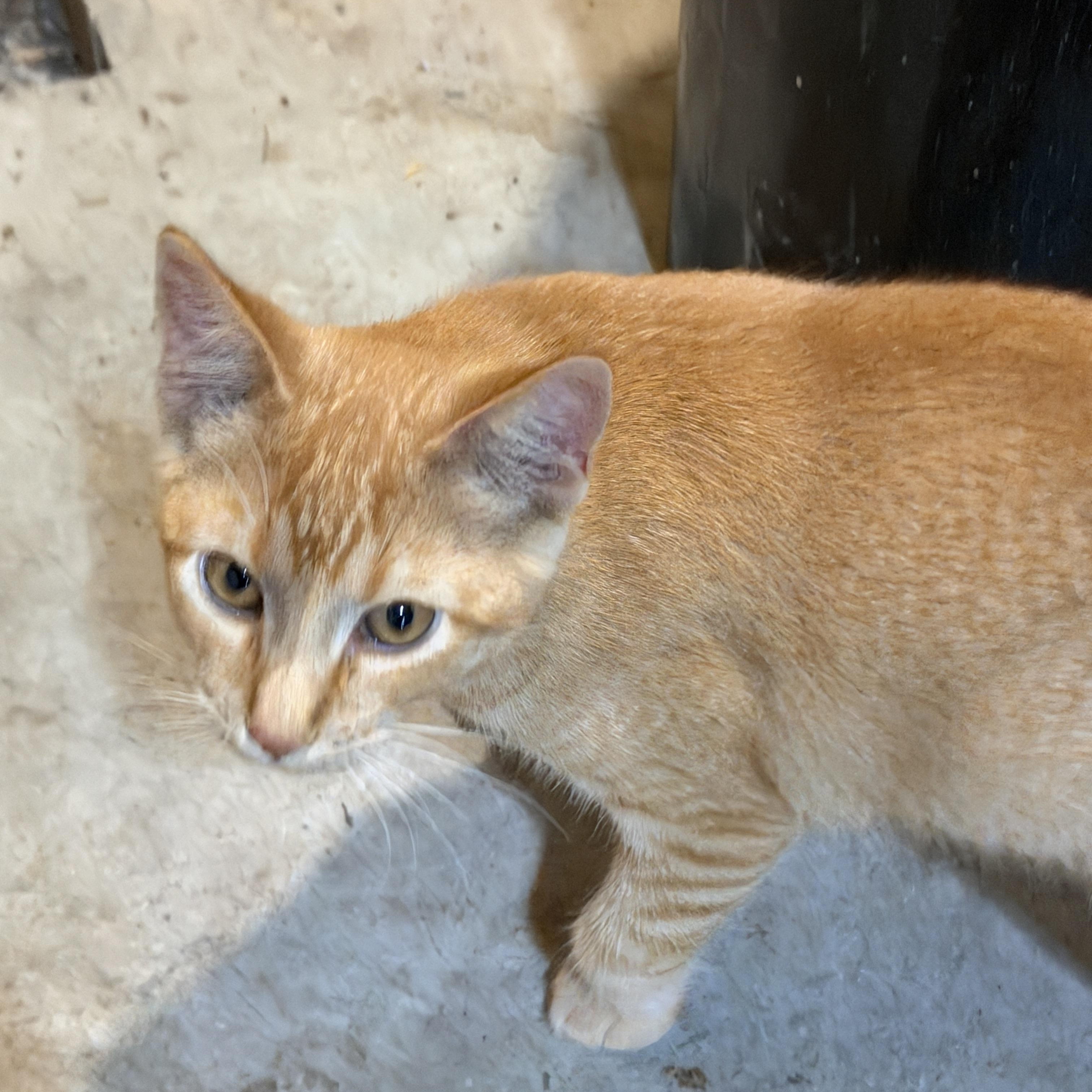 Enlarge Jeremy, a Adopted Domestic Short Hair in Stockholm, WI image 3/5