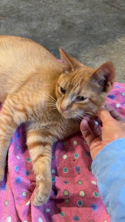Enlarge Jeremy, a Adopted Domestic Short Hair in Stockholm, WI video 5/5