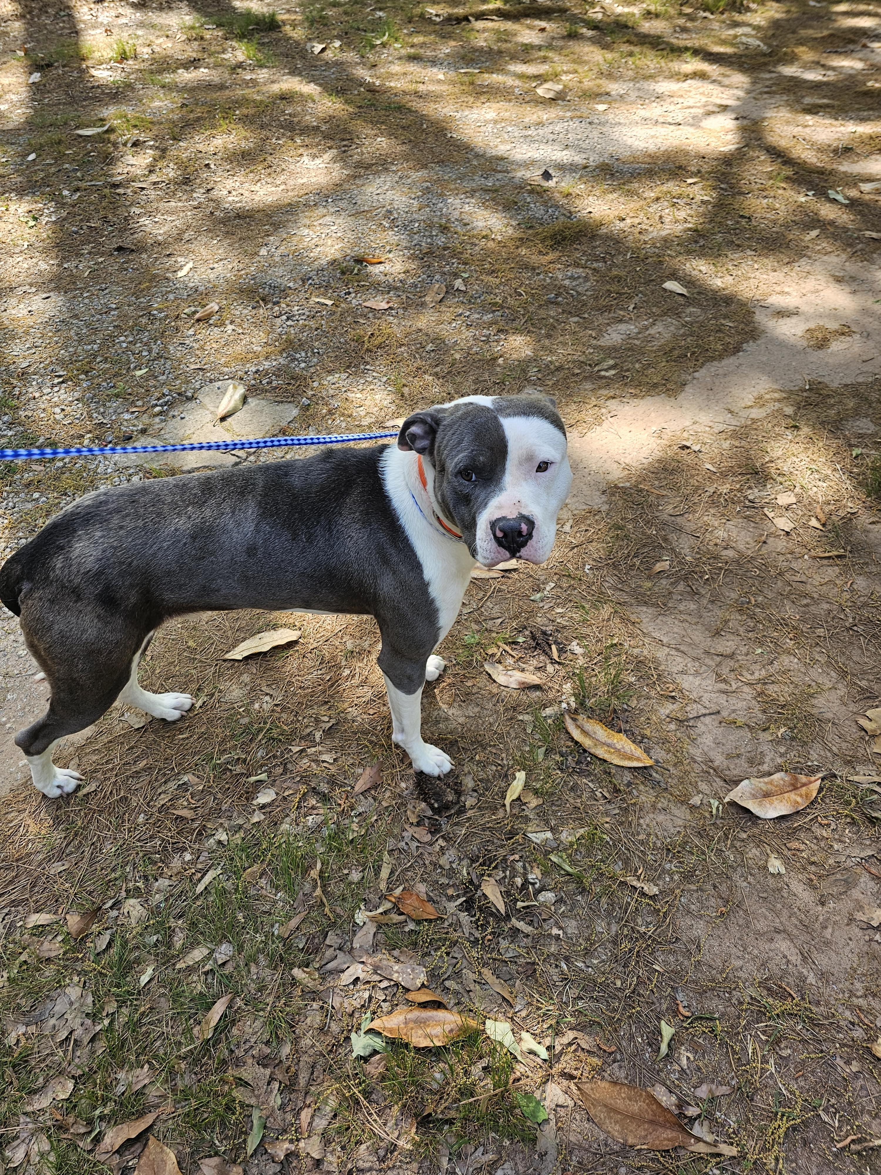 Enlarge Blue, an adopted American Bully in Chesnee, SC image 1/1