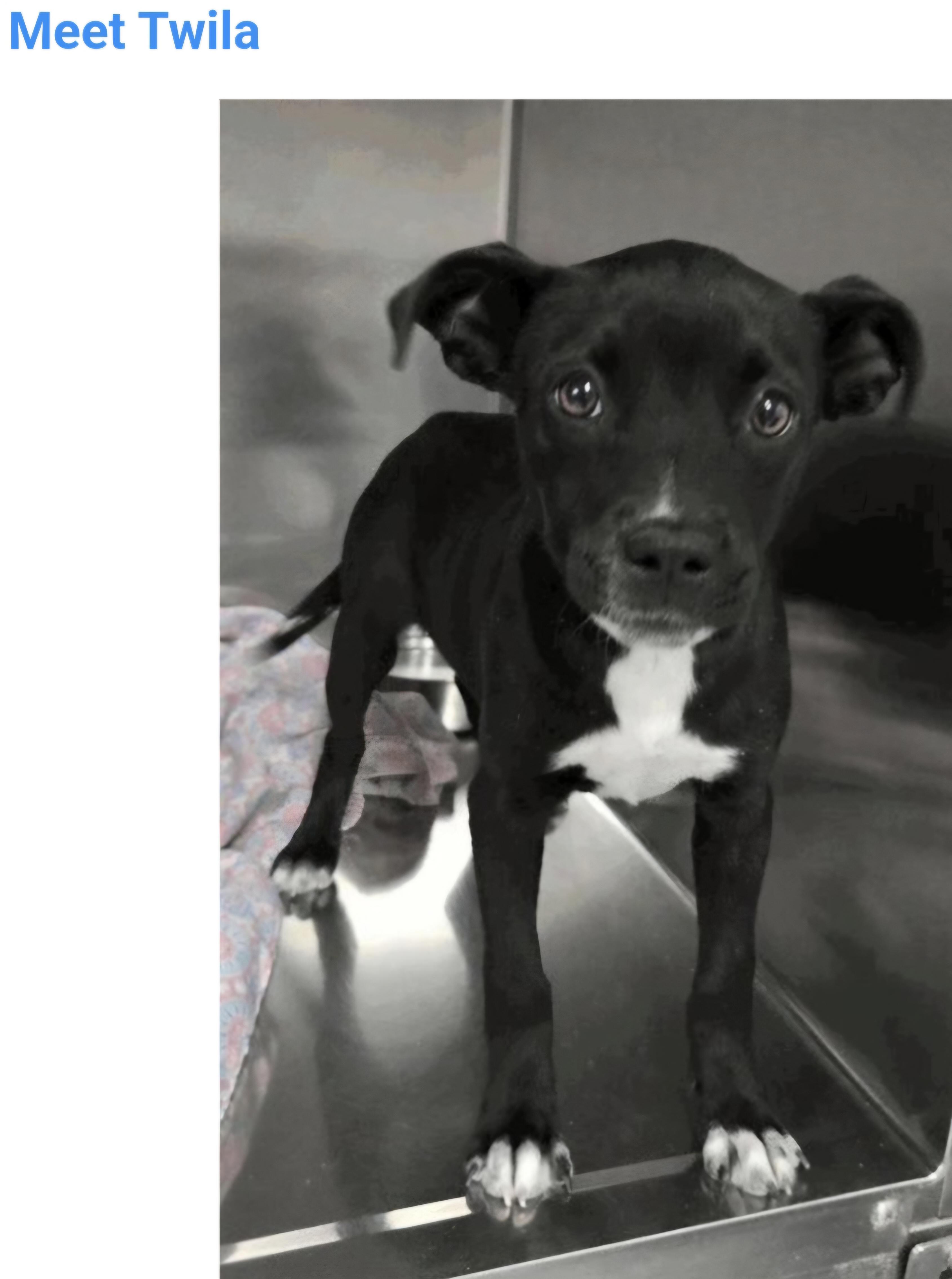 Twila, adopted, Puppy Female American Staffordshire Terrier.