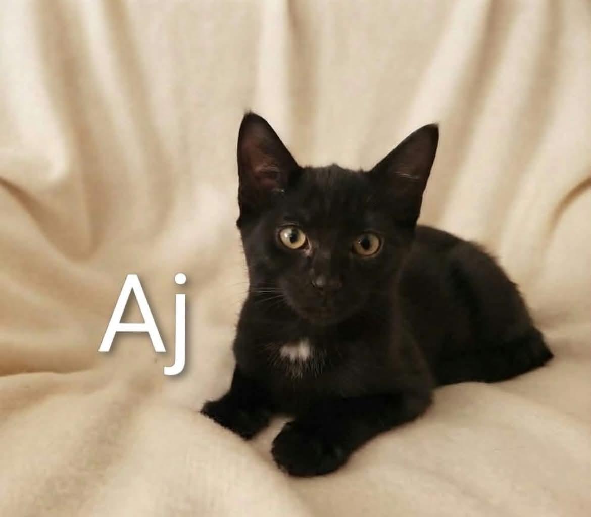 Enlarge AJ, a Adoptable mixed breed in Livonia, MI image 1/2