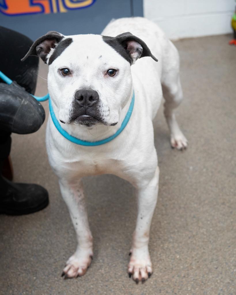 Enlarge Curtis, a Adoptable Pit Bull Terrier in Boone, IA image 1/1