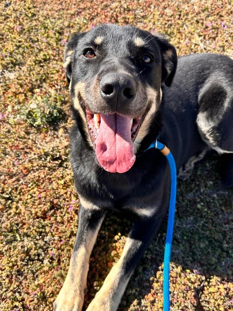 Enlarge Daniel, a Adoptable German Shepherd Dog in Newcastle, OK image 1/2