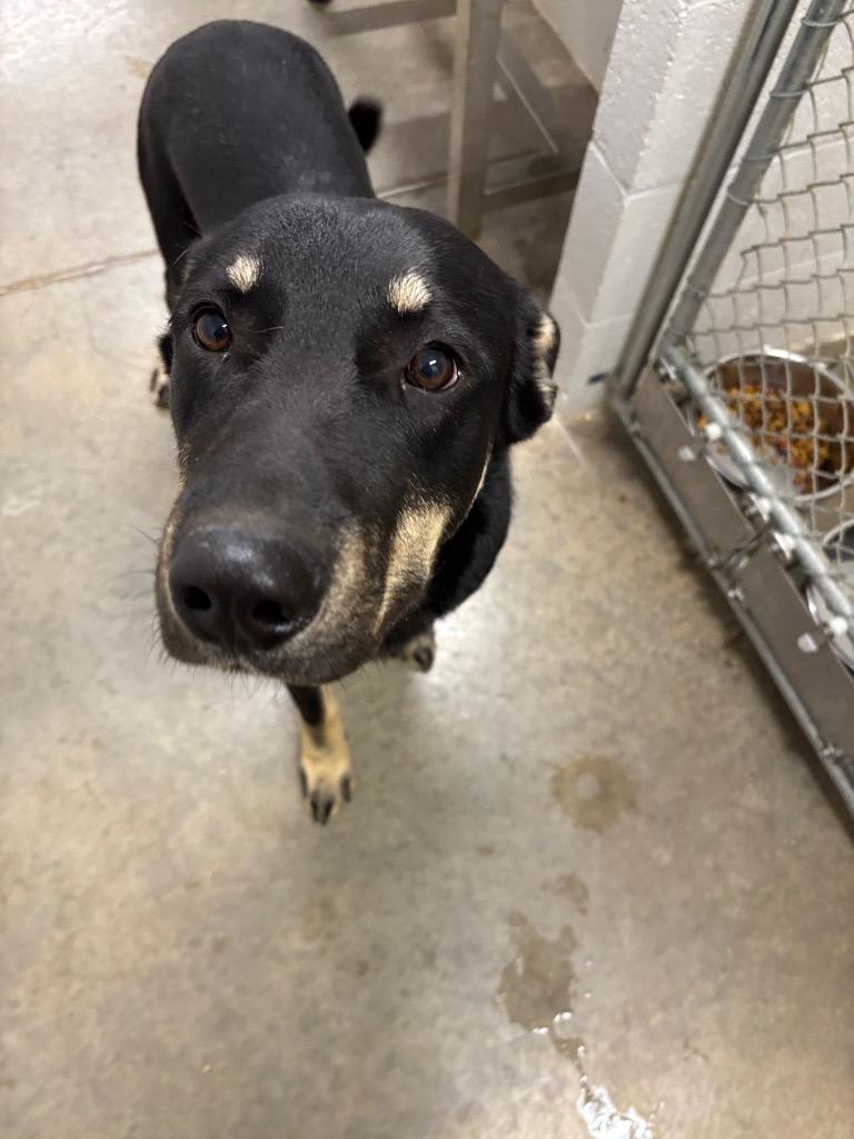 Enlarge Daniel, a Adoptable German Shepherd Dog in Newcastle, OK image 2/2