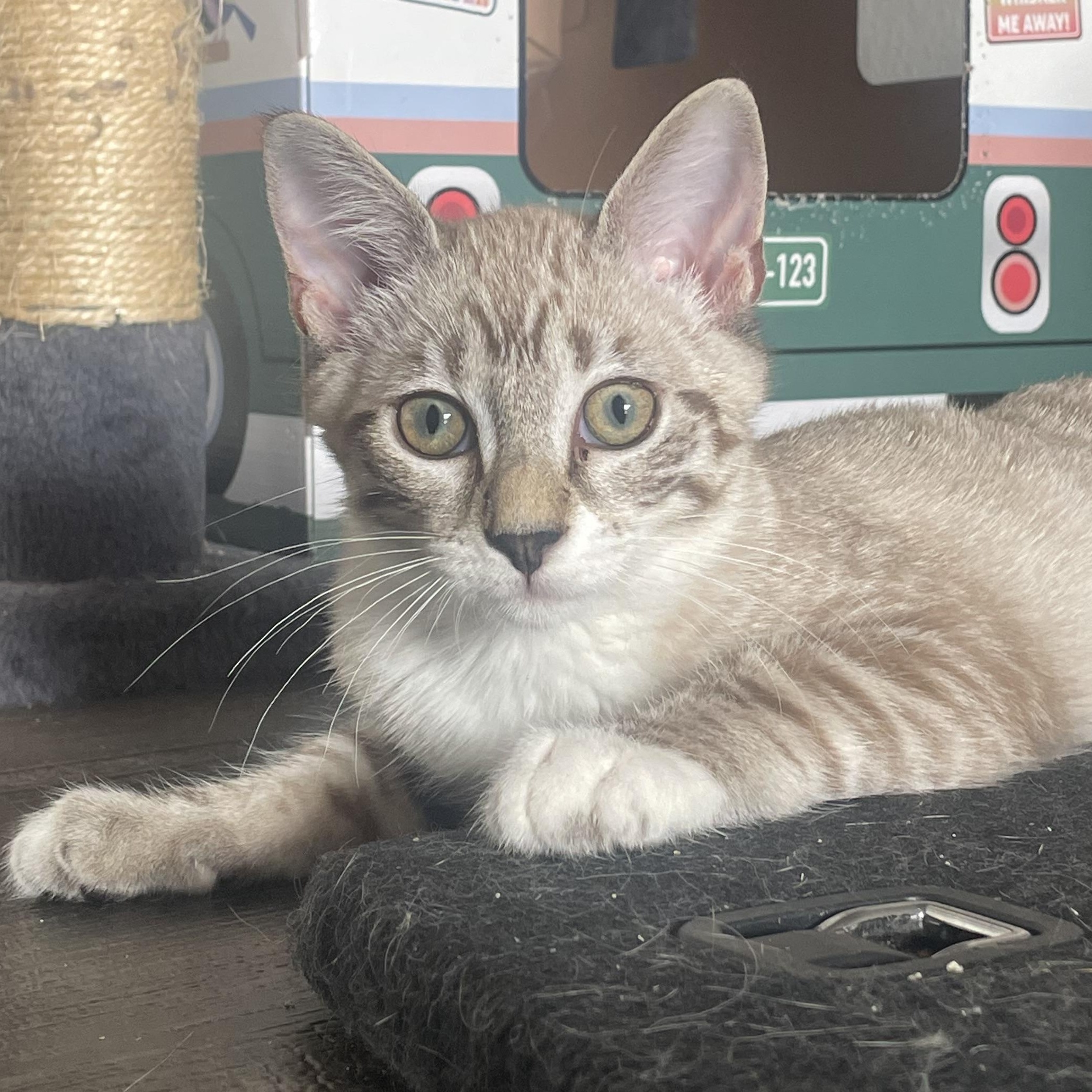 Enlarge Boba, a Adoptable Siamese in Santa Ana, CA image 3/5