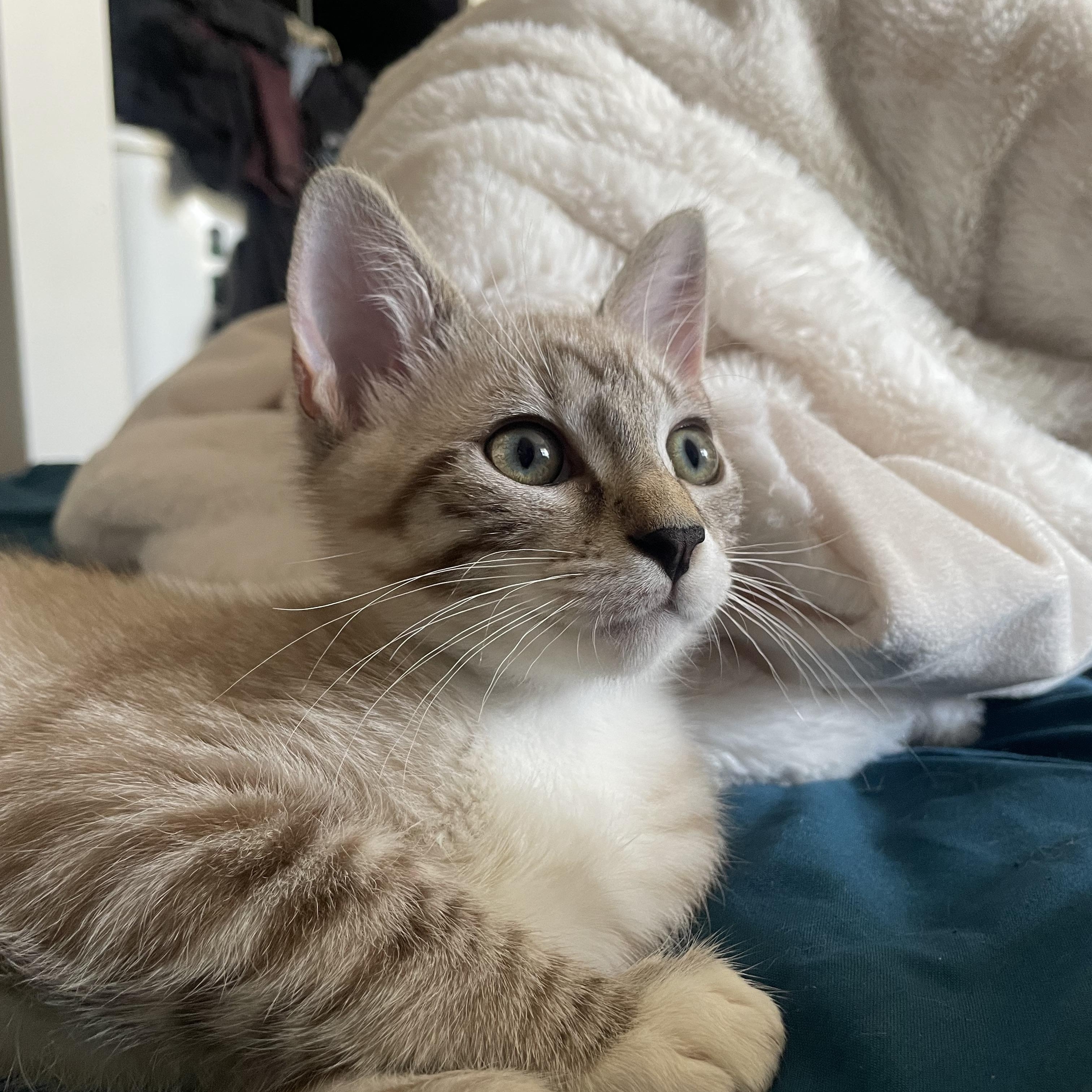 Enlarge Boba, a Adoptable Siamese in Santa Ana, CA image 4/5