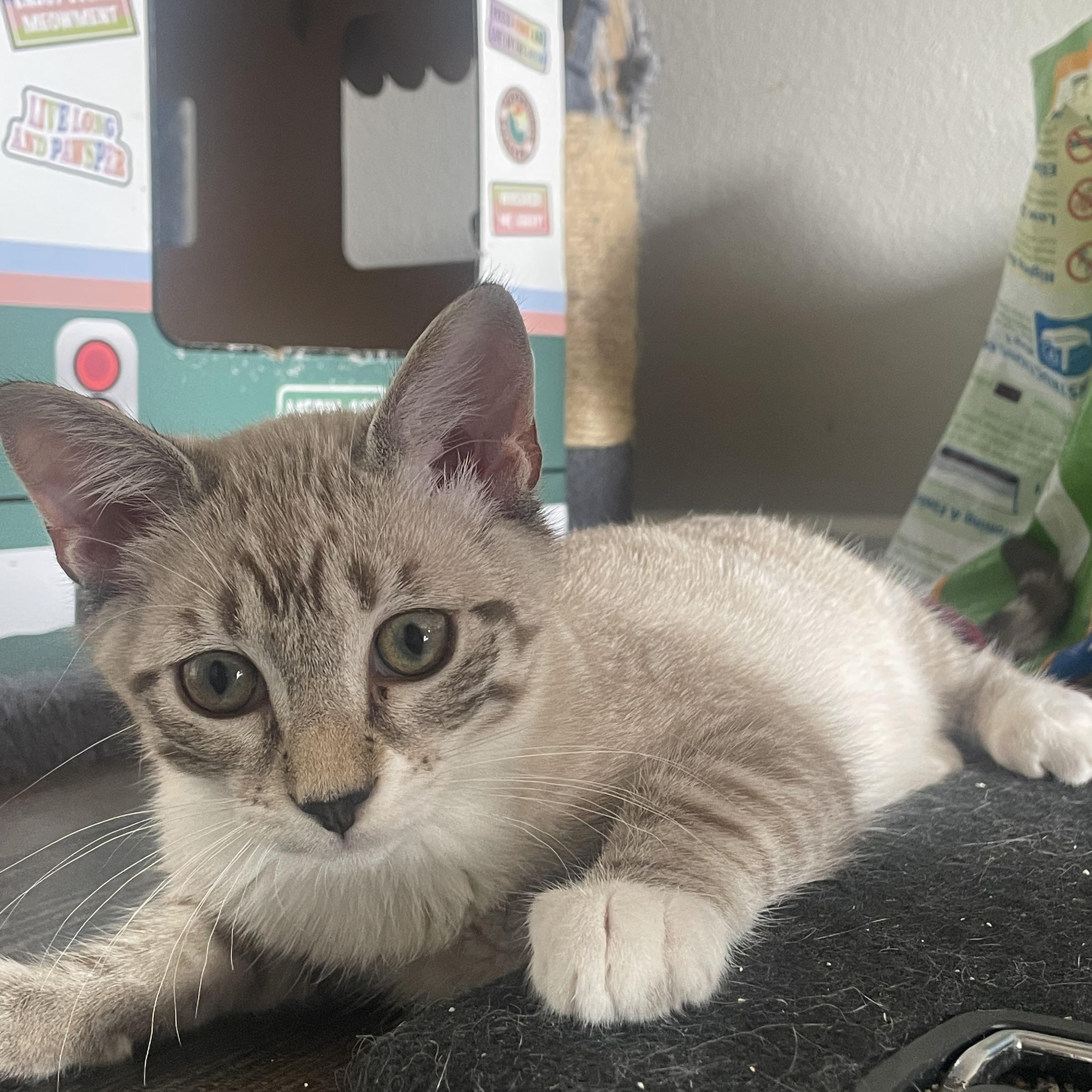 Enlarge Boba, a Adoptable Siamese in Santa Ana, CA image 5/5