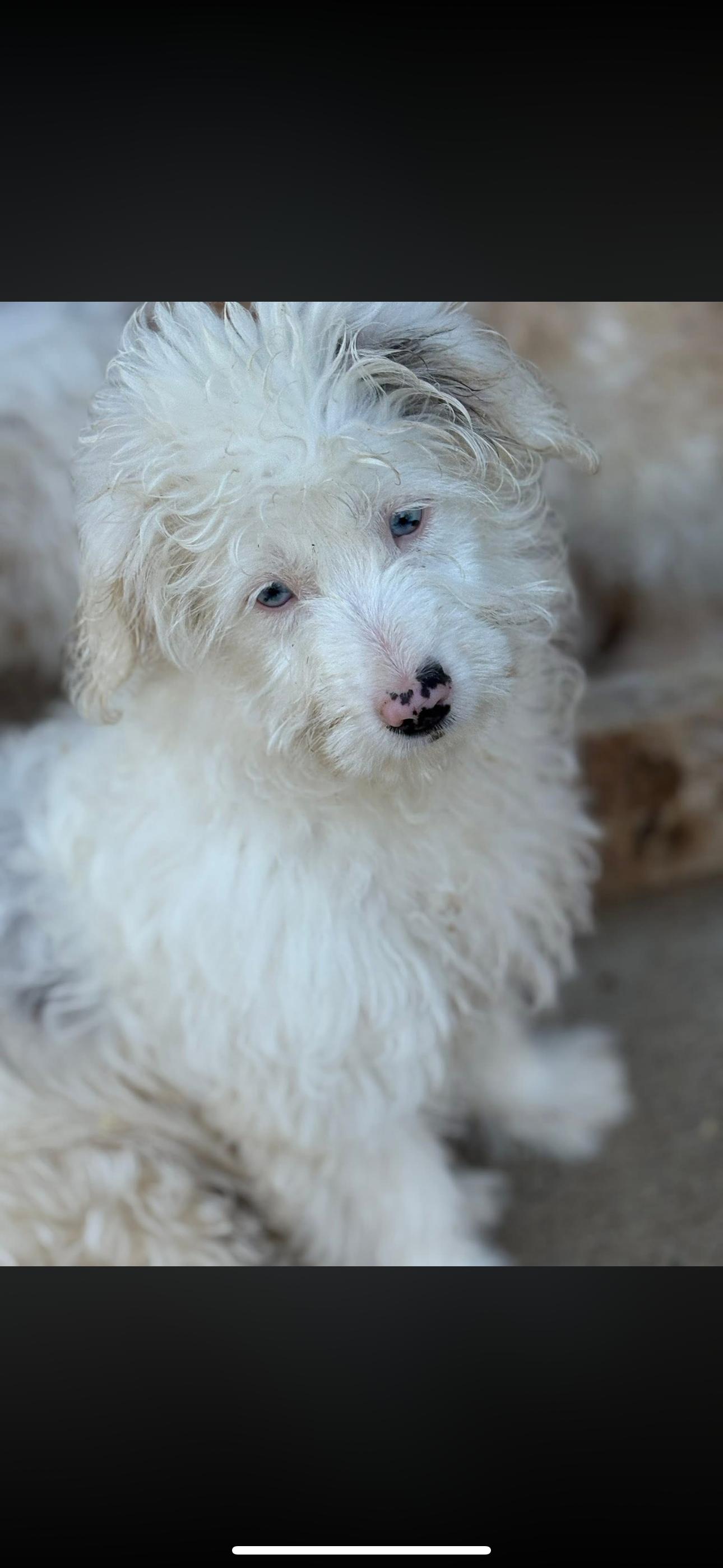 Lexi, Adoptable, Puppy Female Australian Shepherd.