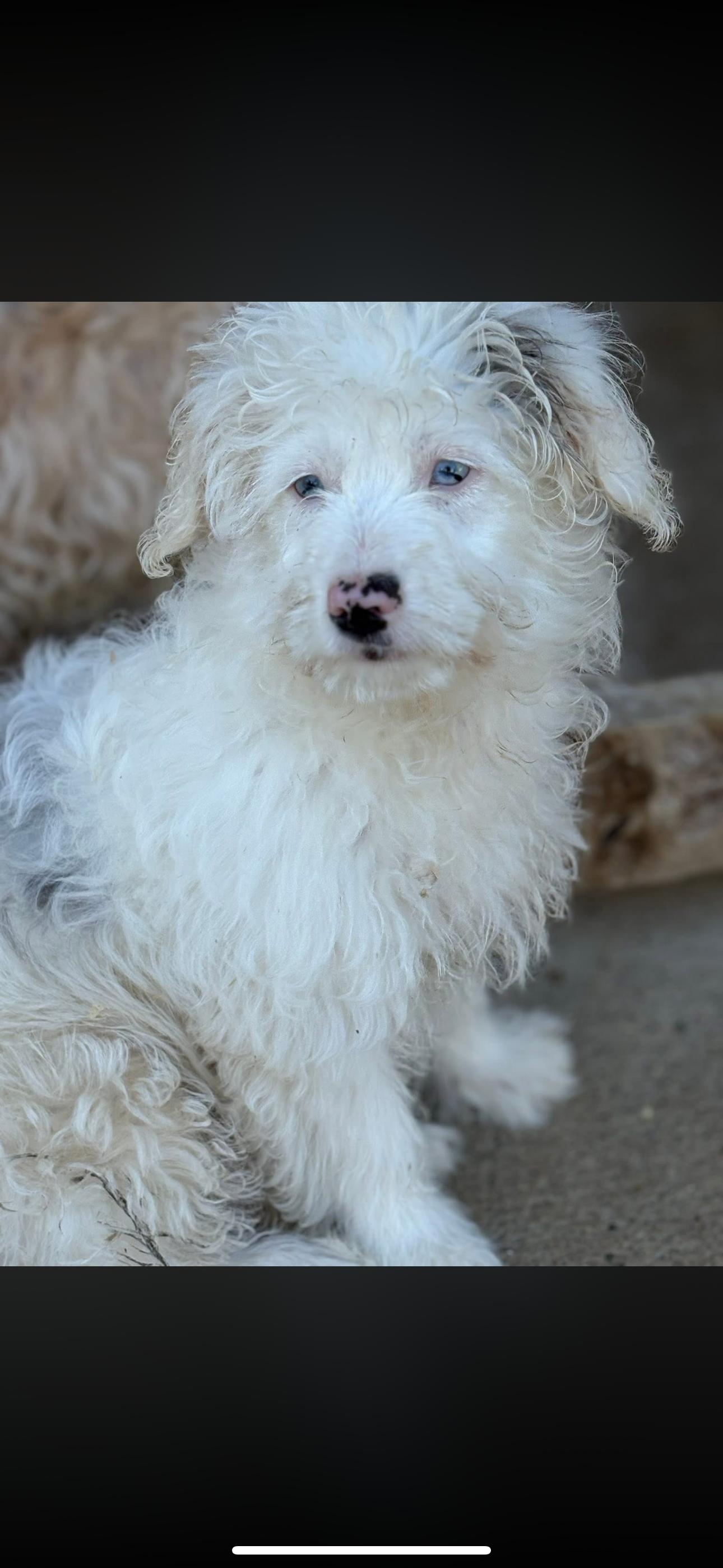 Enlarge Lexi, a Adoptable Australian Shepherd in Peebles, OH image 2/3