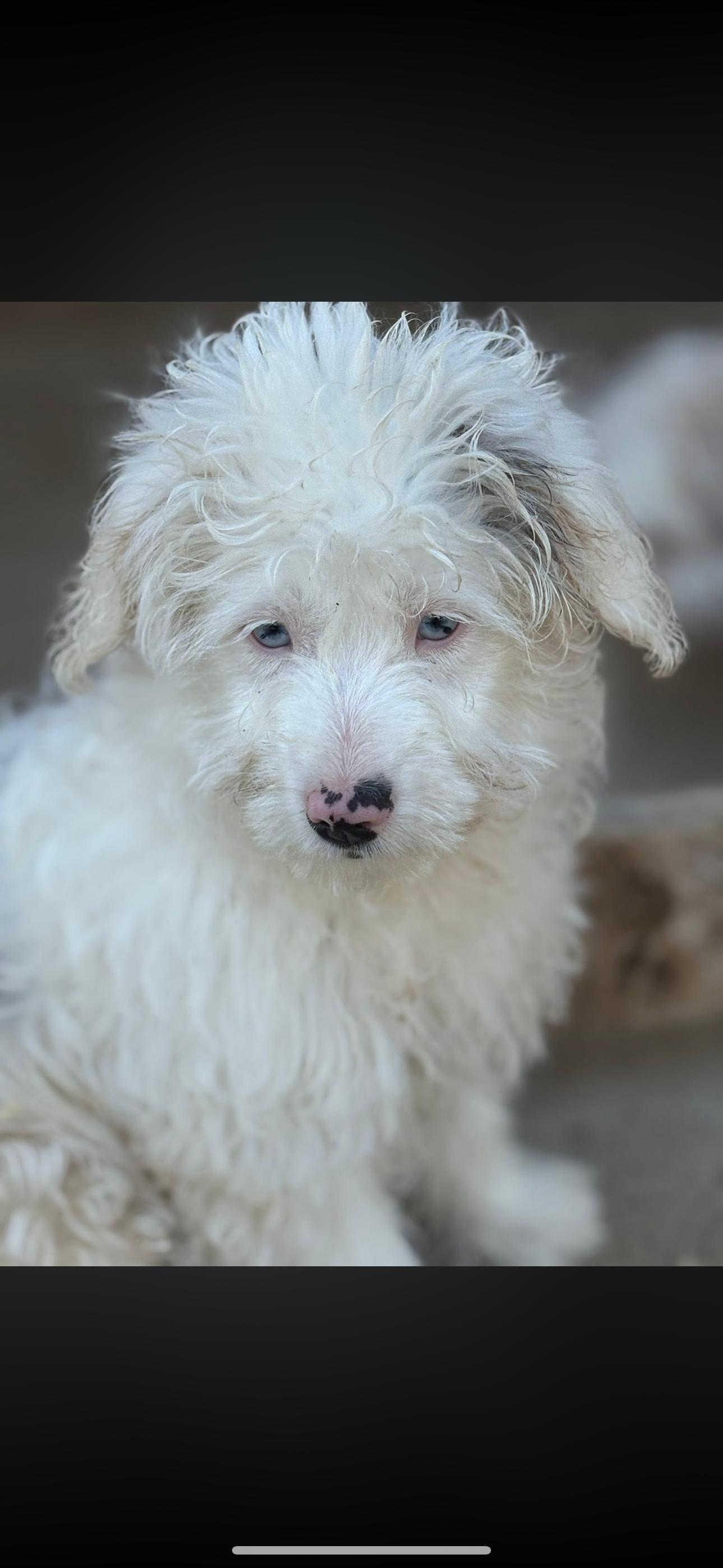 Enlarge Lexi, a Adoptable Australian Shepherd in Peebles, OH image 3/3