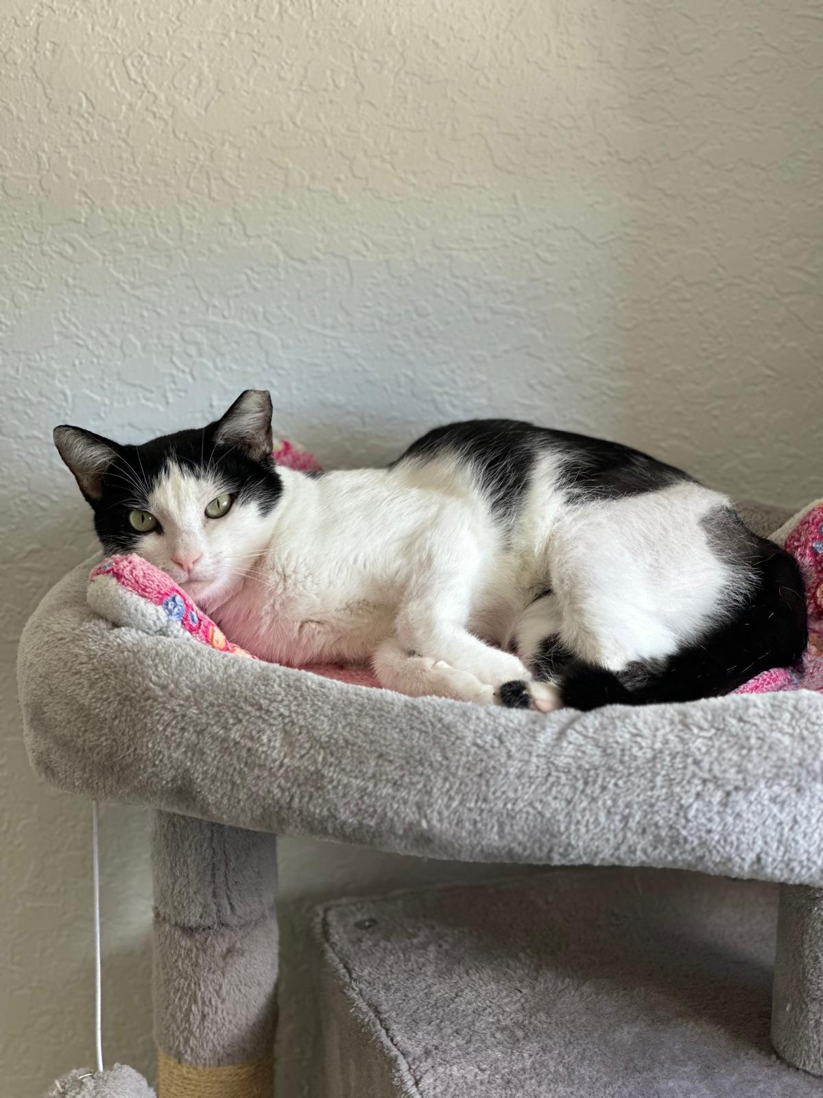 Enlarge Speed Bump, a Adoptable Domestic Short Hair in Rockledge, FL image 1/3