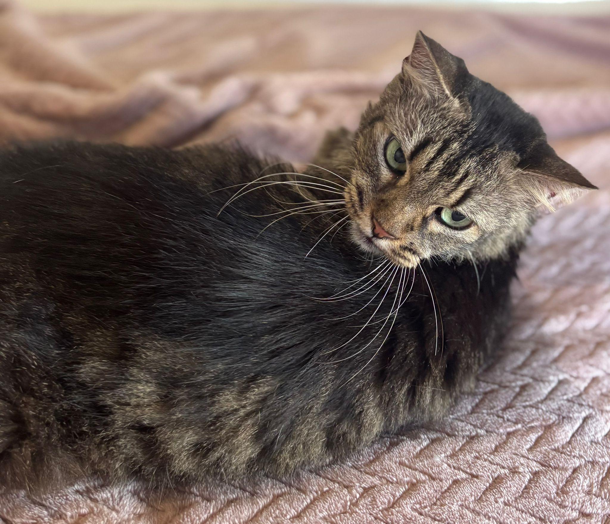 Enlarge Tily, a Adoptable Domestic Medium Hair in Somerville, MA image 5/6