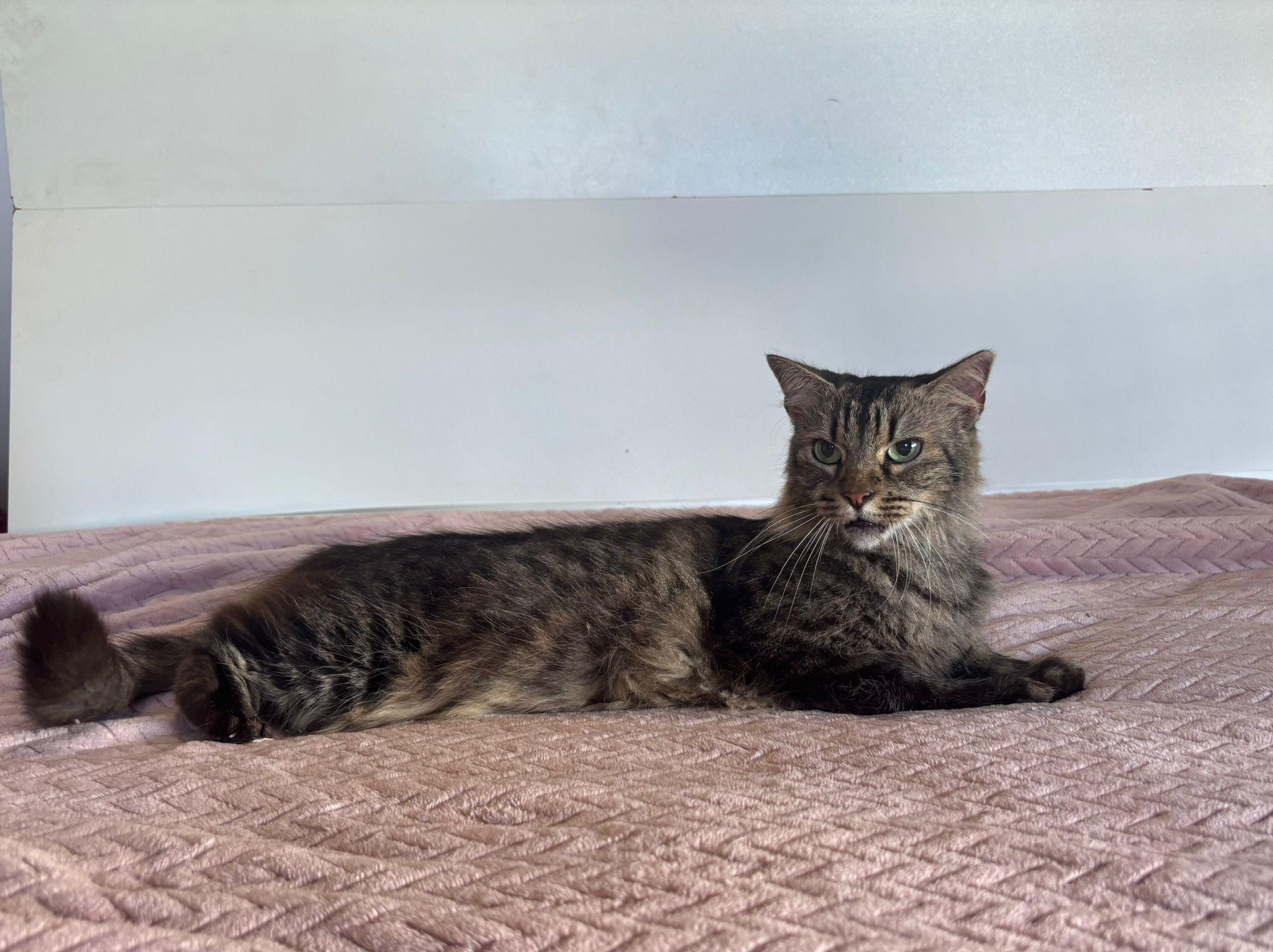 Enlarge Tily, a Adoptable Domestic Medium Hair in Somerville, MA image 4/6
