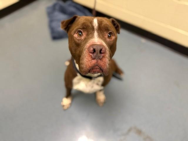 Enlarge POST IT NOTE, a Adoptable Pit Bull Terrier in Denver, CO image 1/1