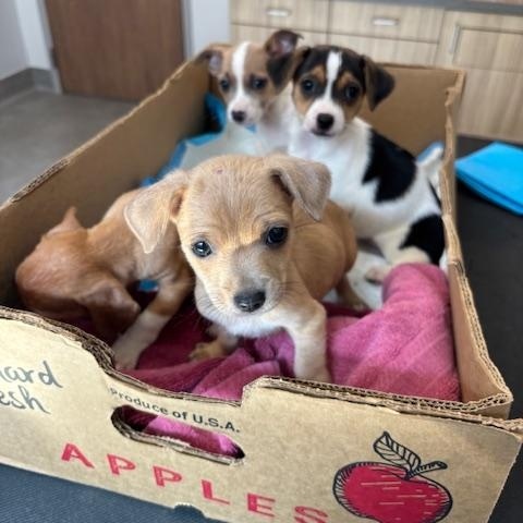 Clover (The Deck Litter)