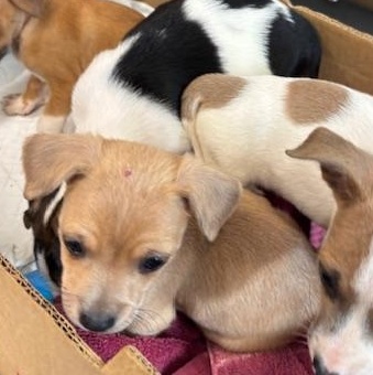 Clover (The Deck Litter) — thumbnail 5