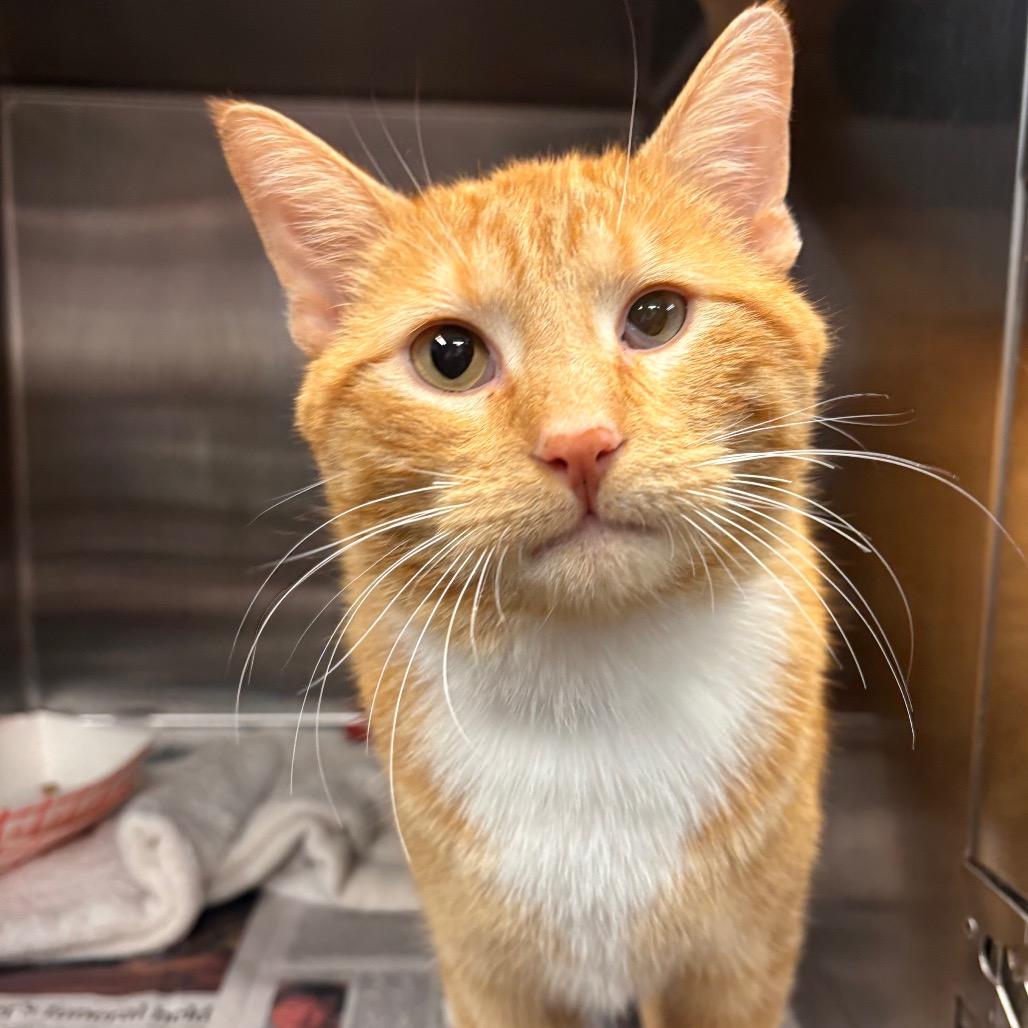 Officer Poundcake, Adoptable, Adult Male Domestic Short Hair.