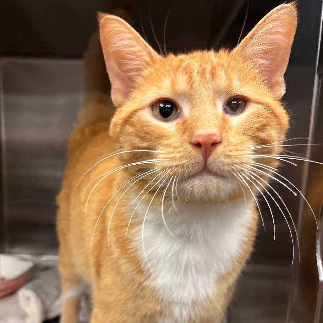 Enlarge Officer Poundcake, a Adoptable Domestic Short Hair in Belleville, IL image 2/3