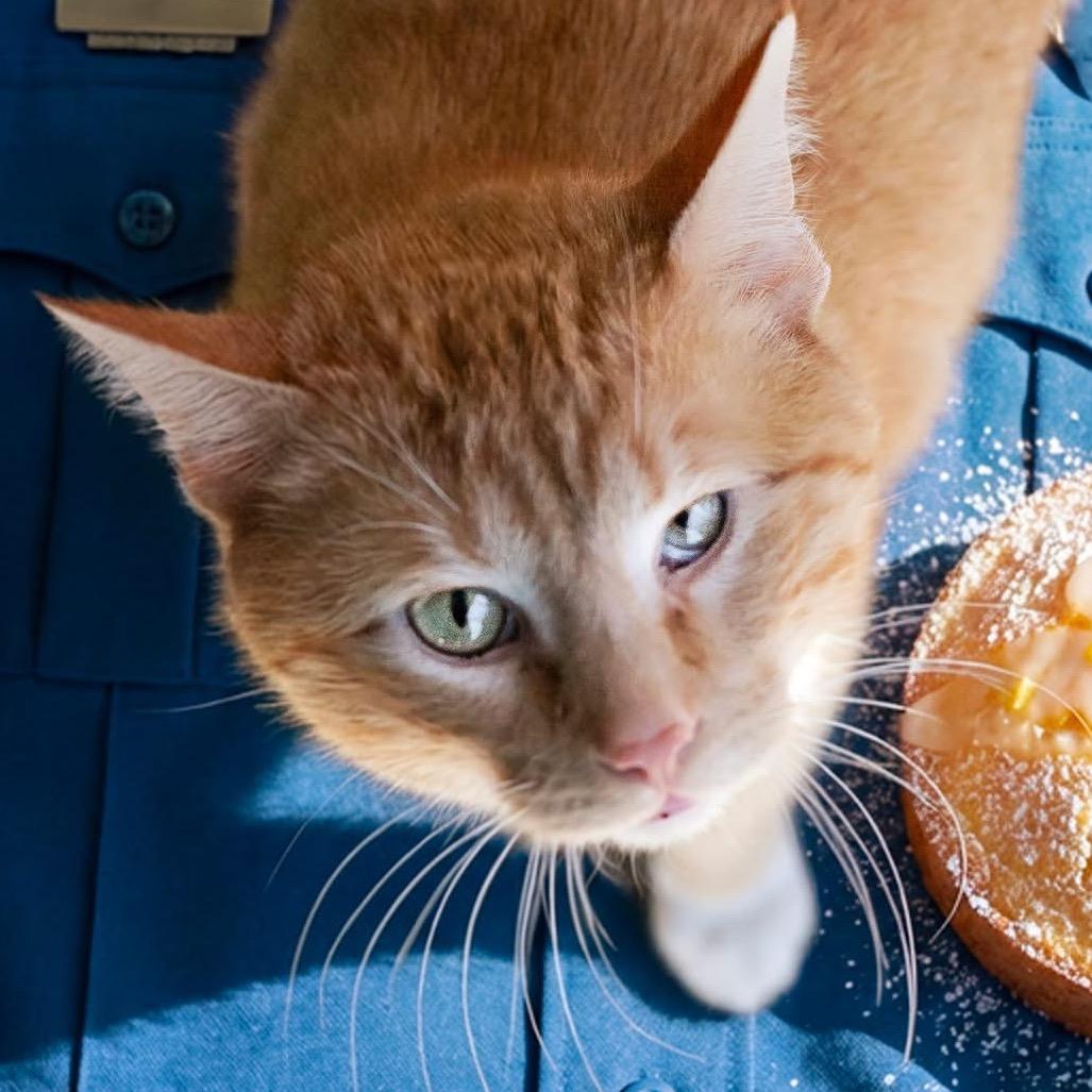 Enlarge Officer Poundcake, a Adoptable Domestic Short Hair in Belleville, IL image 3/3