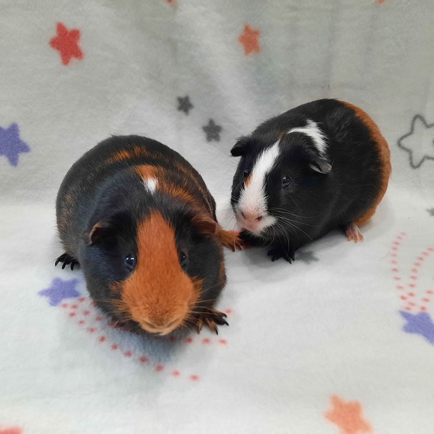 Enlarge Hershey & Toffee, a Adoptable Guinea Pig in Montclair, CA image 1/1