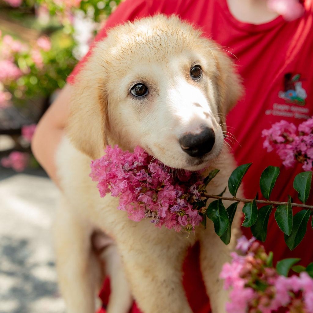 Enlarge Dorset, a ADOPTABLE mixed breed in Chester Springs, PA image 1/4