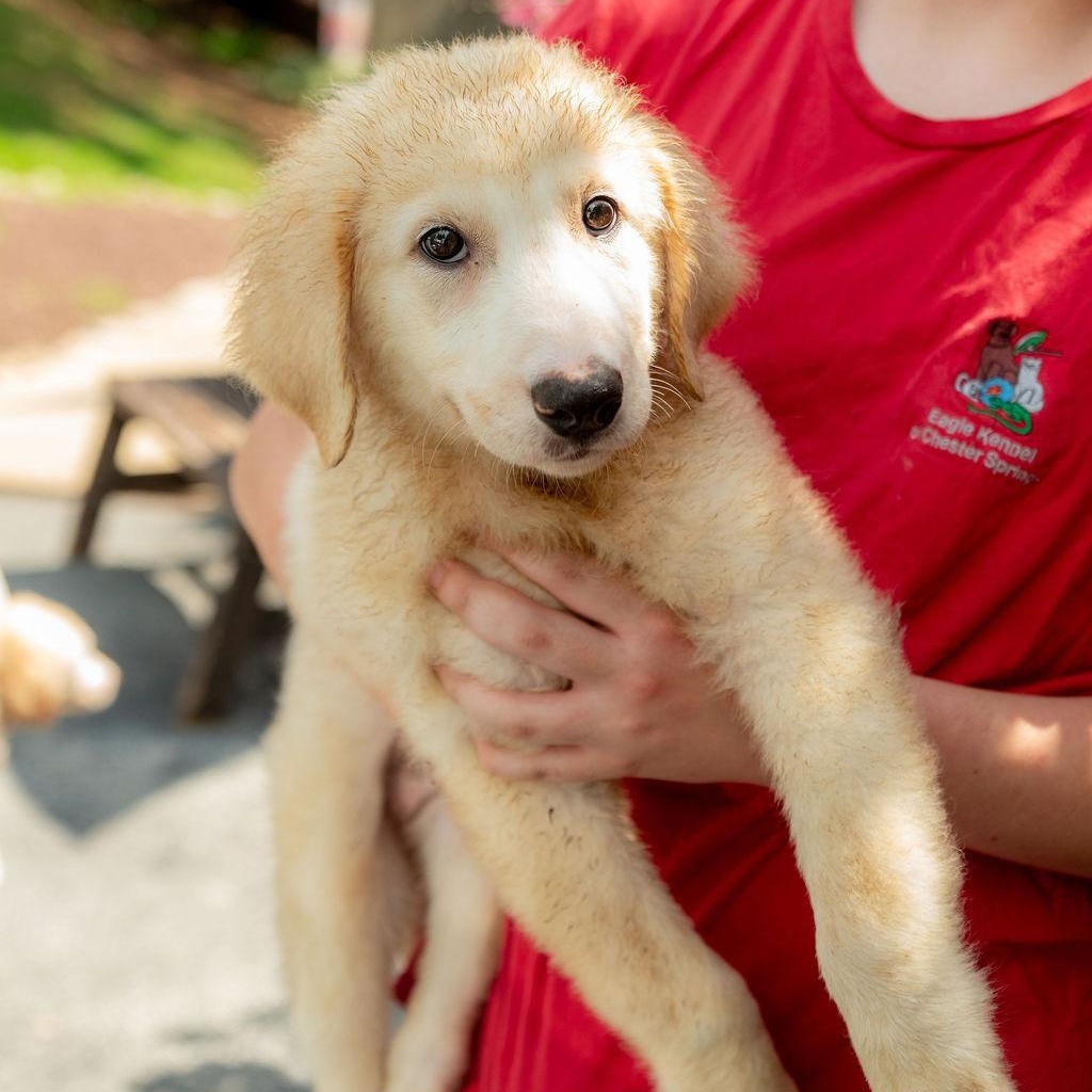 Enlarge Dorset, a ADOPTABLE mixed breed in Chester Springs, PA image 4/4