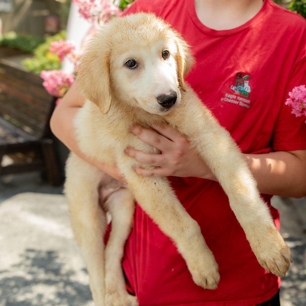 Enlarge Dorset, a ADOPTABLE mixed breed in Chester Springs, PA image 3/4