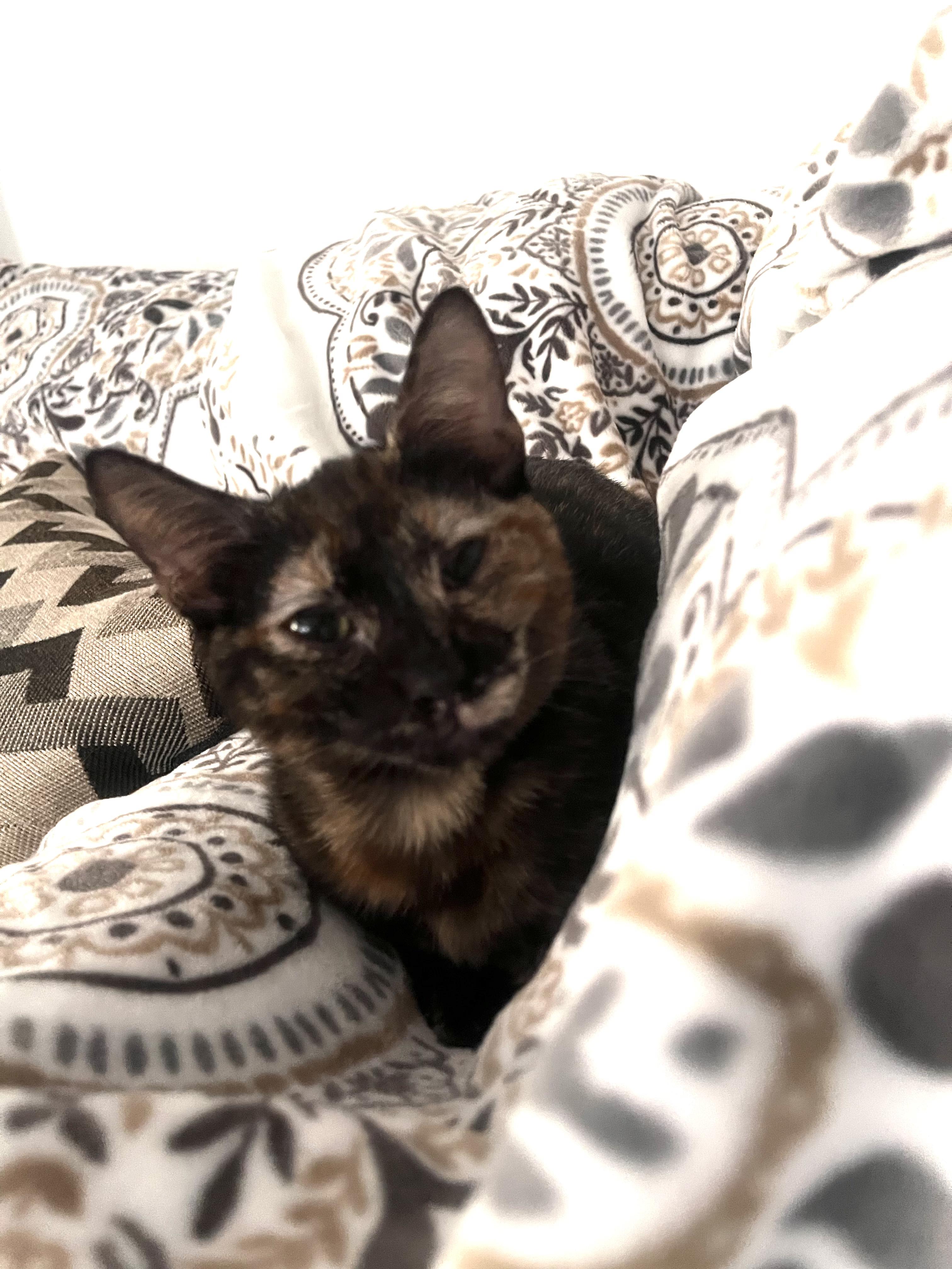 Ginger kitty!!