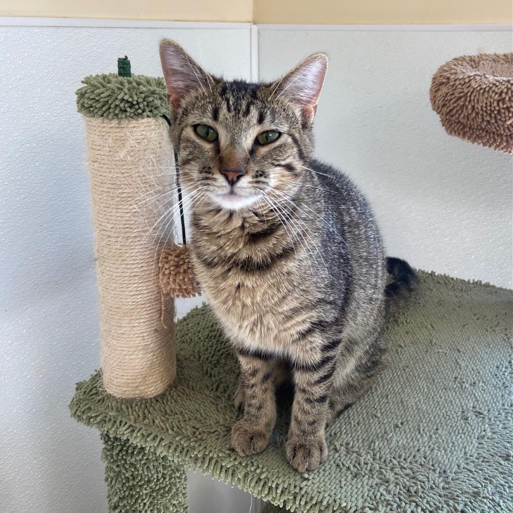 Chiabatta, Adoptable, Kitten Female Domestic Short Hair.