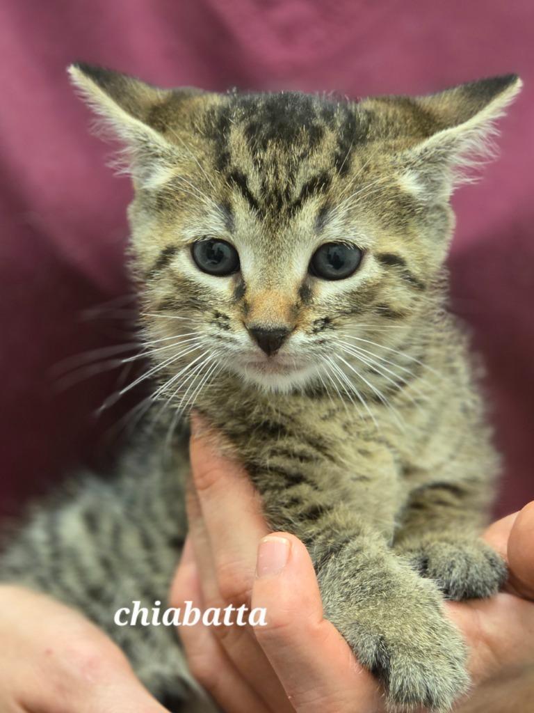 Chiabatta, Adoptable, Kitten Female Domestic Short Hair.