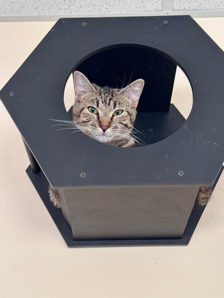 Enlarge Chiabatta, a Adoptable mixed breed in Clinton, SC image 2/6