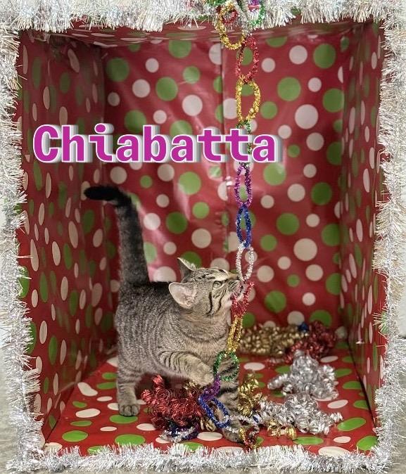 Enlarge Chiabatta, a Adoptable mixed breed in Clinton, SC image 3/6