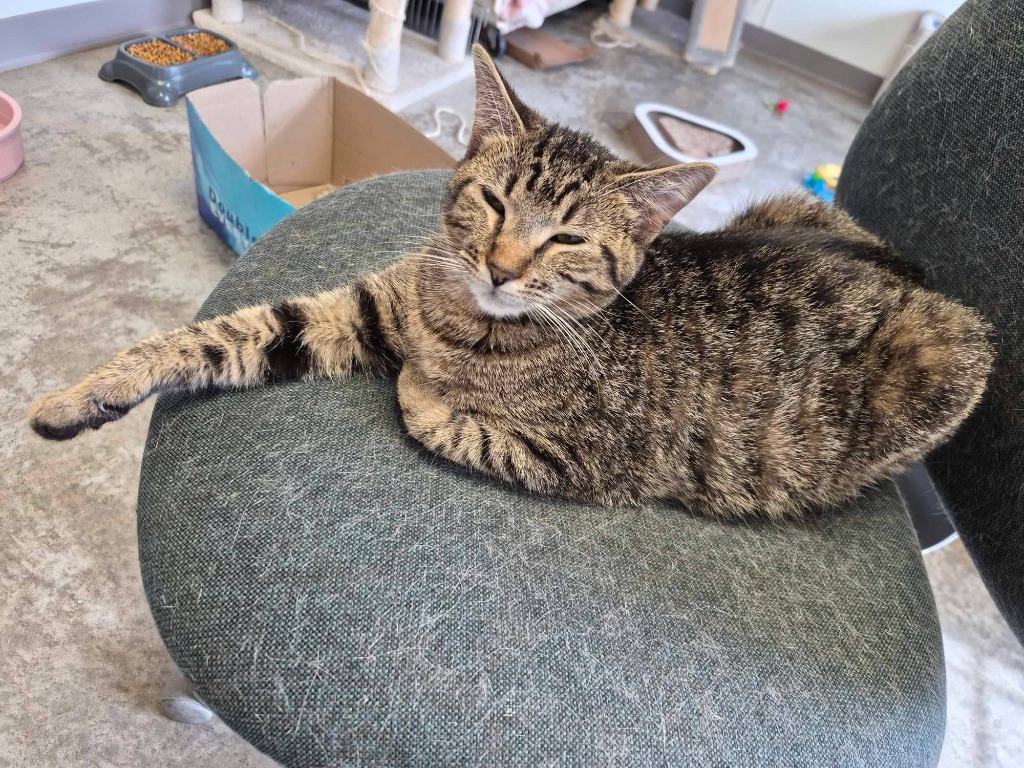 Enlarge Chiabatta, a Adoptable mixed breed in Clinton, SC image 4/6