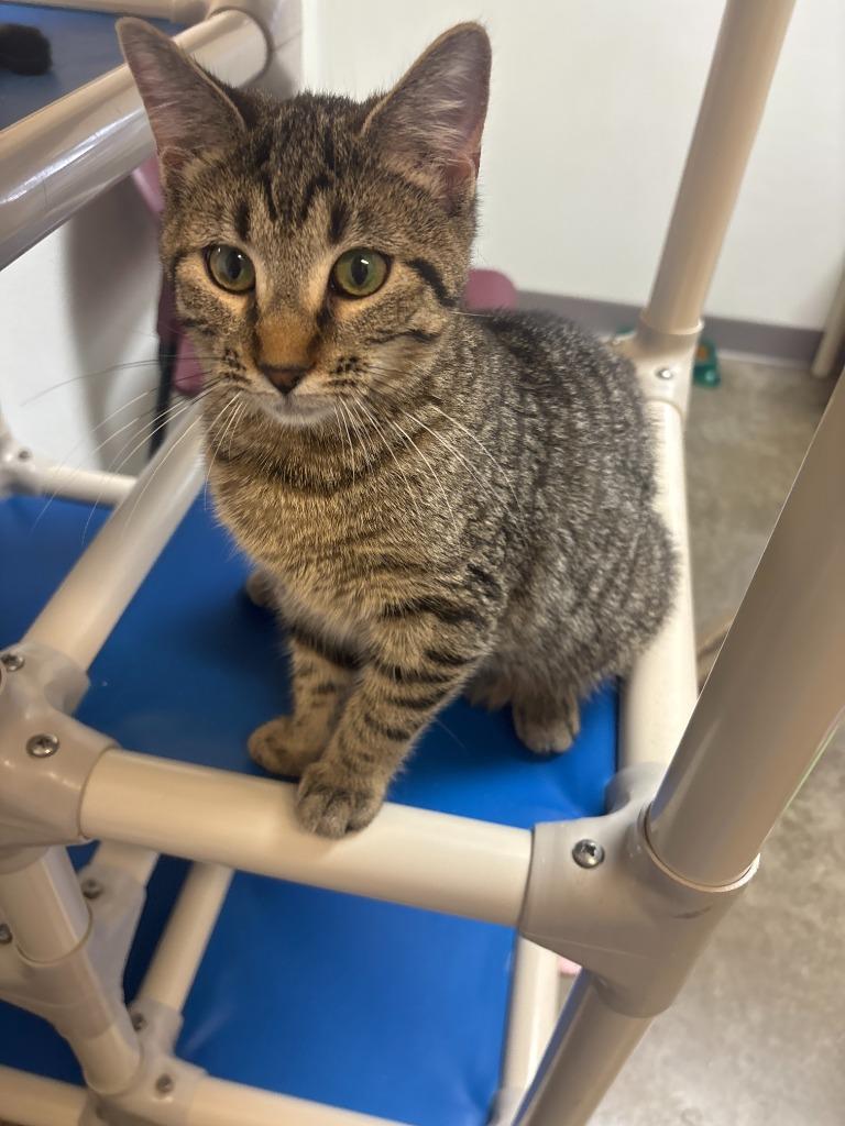 Enlarge Chiabatta, a Adoptable mixed breed in Clinton, SC image 5/6