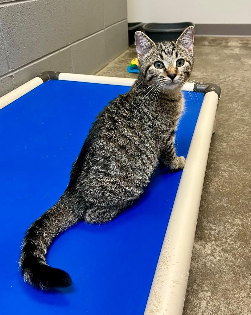 Enlarge Chiabatta, a Adoptable mixed breed in Clinton, SC image 6/6