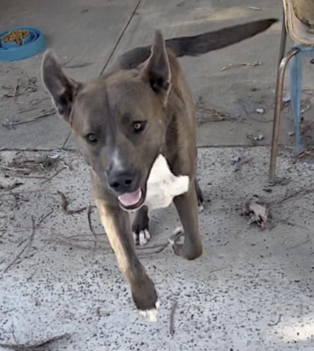 Whiskey — thumbnail 3