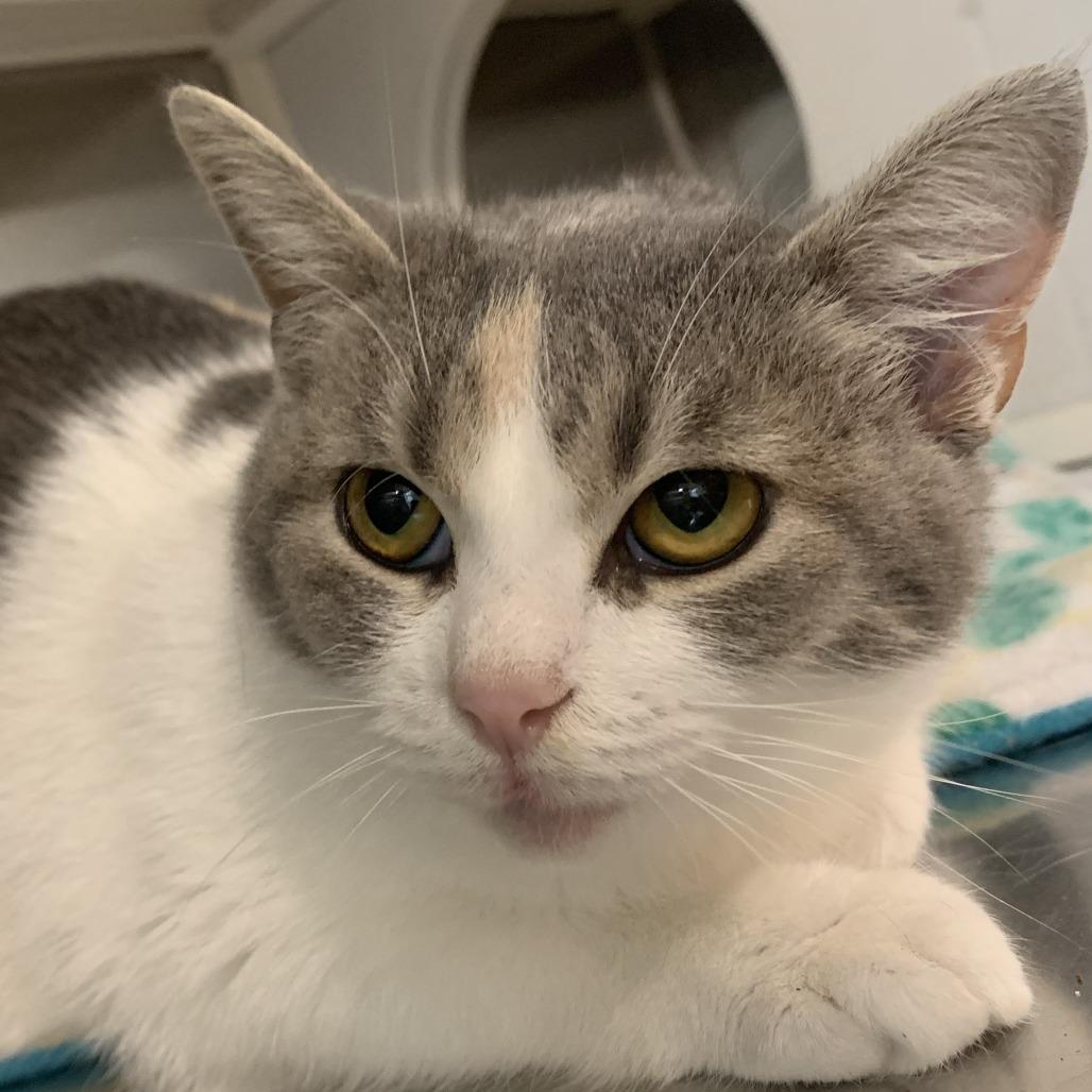 Enlarge Gracie Marie, a Adoptable mixed breed in Washburn, MO image 1/1