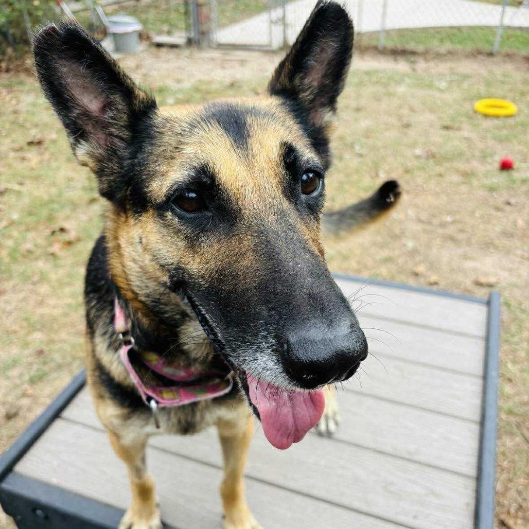 Miss November, a Adoptable German Shepherd Dog in Ann Arbor, MI image 1/6