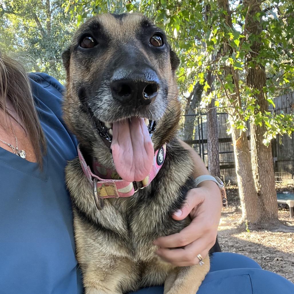 Miss November, a Adoptable German Shepherd Dog in Ann Arbor, MI image 5/6
