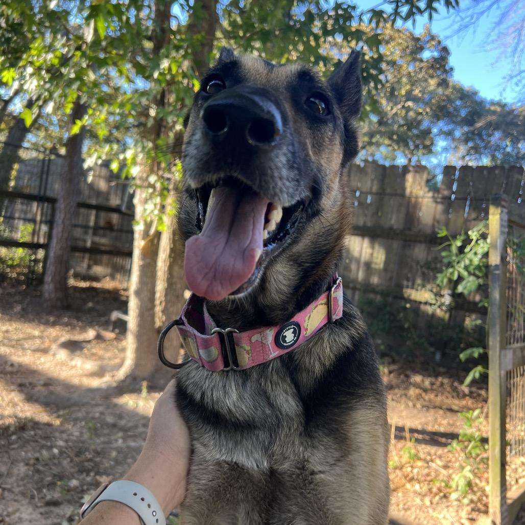Miss November, a Adoptable German Shepherd Dog in Ann Arbor, MI image 6/6