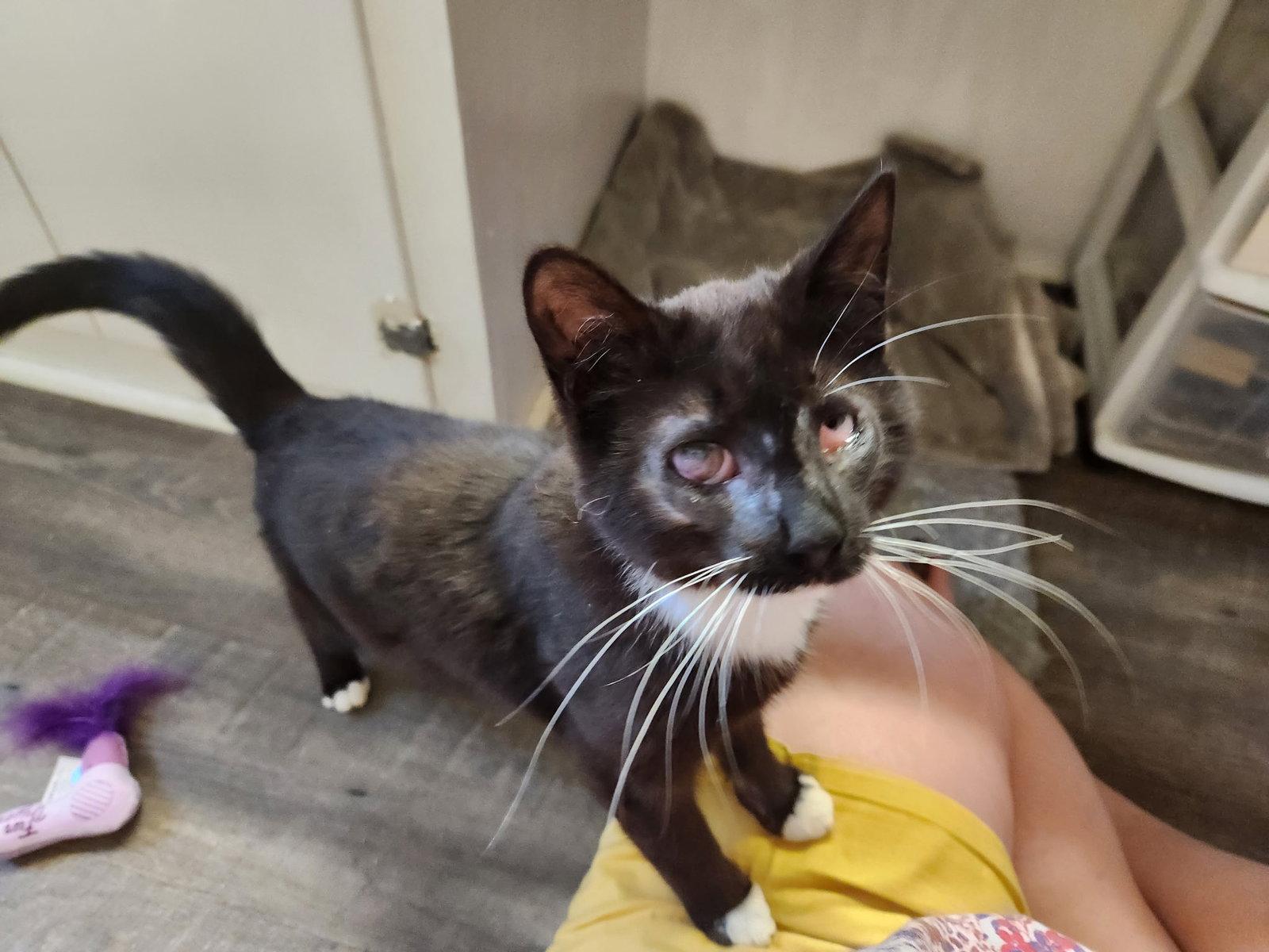 Maya, Adoptable, Young Female Tuxedo.