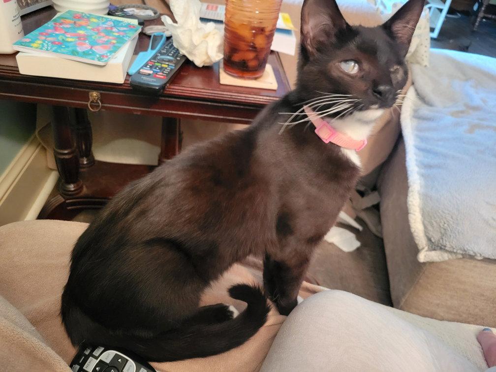 Enlarge Maya, a Adoptable Tuxedo in Rural Hall, NC image 3/3