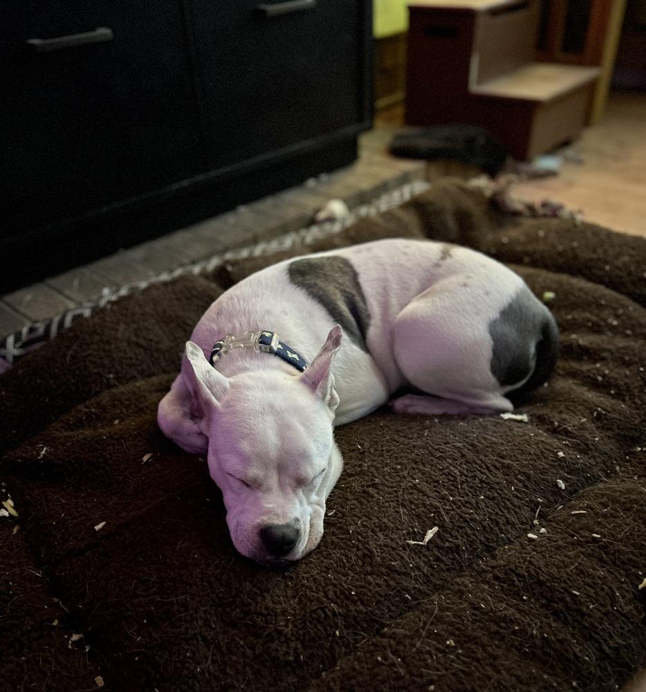 Enlarge Babe, a Adoptable mixed breed in Colorado Springs, CO image 1/3