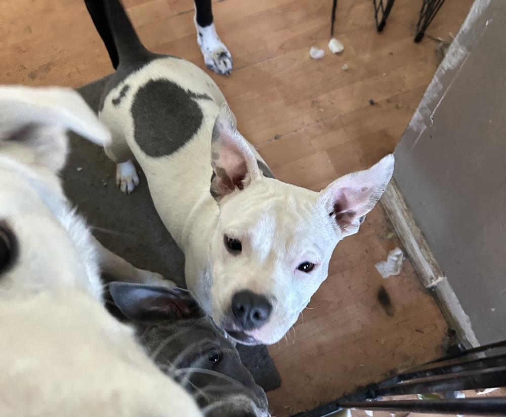 Enlarge Babe, a Adoptable mixed breed in Colorado Springs, CO image 2/3